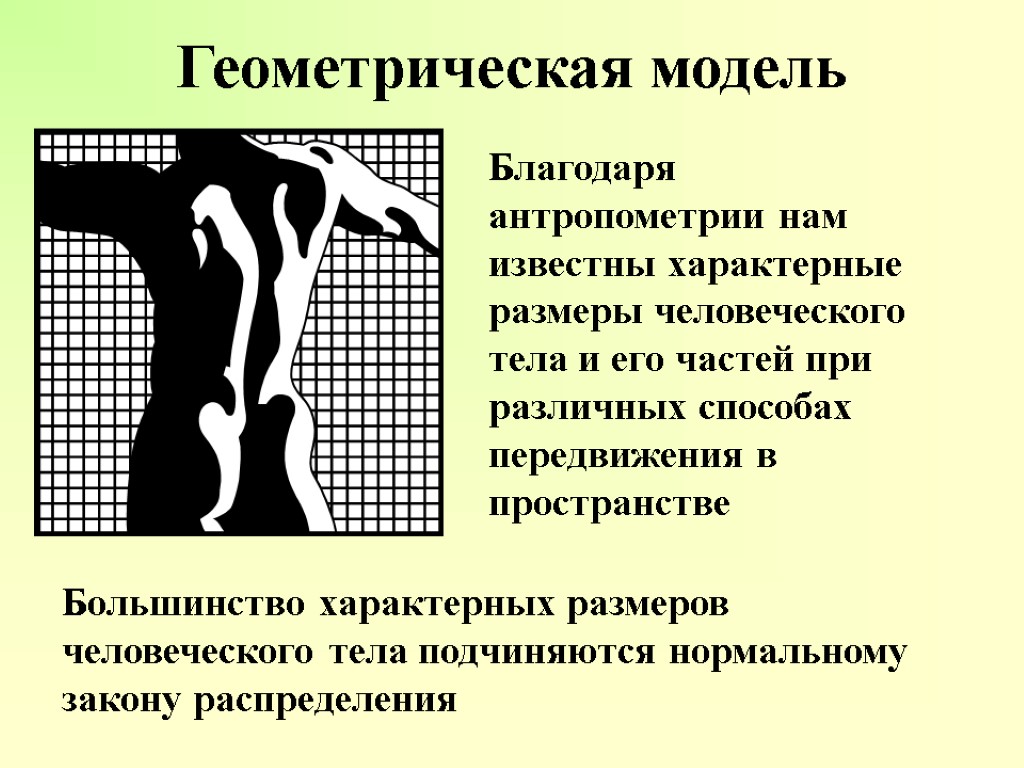 Геометрическая модель Благодаря антропометрии нам известны характерные размеры человеческого тела и его частей при